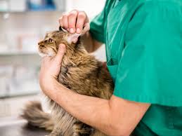 All dates from march 2019 until august 2019. Luxury Cat Food Recalled After Pets And Owners Develop Bovine Tuberculosis The Independent The Independent