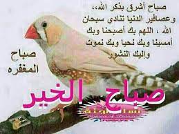 صباح اشرق بذكر الله animals parrot bird