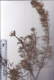 Image result for Psoralea glabra