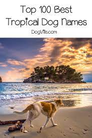 100 Tropical Dog Names For Male Female Pups Dogvills