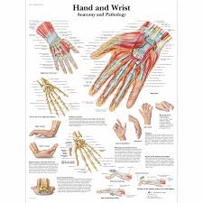 hand and wrist chart anatomy and pathology