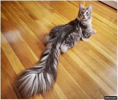 Maybe you would like to learn more about one of these? Ciri Ekor Kucing Patah Dan Pertolongan Pertama Dapat Anda Lakukan