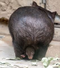 Baby Wombat Peeks Out For The Cameras After Snuggling In Mummy S Tummy Baby Wombat Australian Native Animals Wombat
