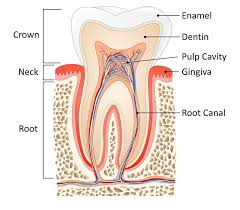 How to prevent a root canal. Root Canals Jonesboro Ar Alleviate Tooth Pain Fast