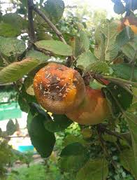 Grown in a large container in a sunny, sheltered position, these fig trees produce bountiful crops of succulent fruit. Brown Rot Of Stone Fruit Bonide