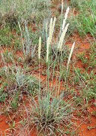 Image result for Anthephora