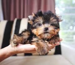Again teacup puppies store guaranteed their puppies were 100% healthy. Puppy Therapy Llc Happy Healthy Toy Teacup Puppies For Sale