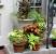 Contemporary Patio Plants