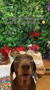 Y que no te agarren para cortarla porque no comes nada🤣 -Si estas buscando una torta para un evento, Milenium es el lugar ideal con una variedad increíble🤩 📍Arieta 524 | Villaluzuriaga