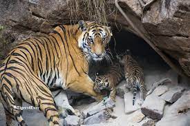 Ensure Future Generations Benefit From Wild Tigers Too