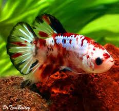 Pembayaran mudah, pengiriman cepat & bisa cicil 0%. Koi Plakat Male Betta Koi Betta Betta Betta Aquarium