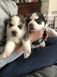 Husky puppies for sale in pakistan. Siberian Husky Puppies For Sale Philadelphia Pa 316202