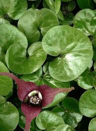 Image result for Kořenokvětka Aspidistra