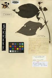 Image result for Psychotria vogeliana