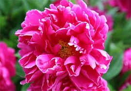 Maybe you would like to learn more about one of these? Gardening Features From Crocus Co Uk Perennials For The Cutting Garden