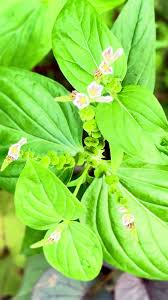 Image result for Spigelia anthelmia