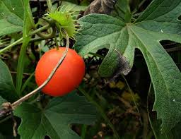 Image result for Trochomeria hookeri