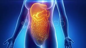 Its muscular part contributes to the lateral part of the abdominal wall. Female Abdominal Organs Anatomy In Blue Stock Video Pond5