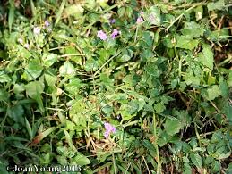 Image result for Commicarpus