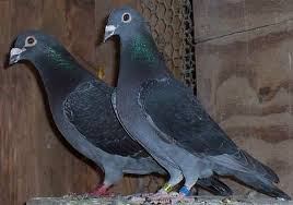 racing pigeons full house and baby racing pigeons racing pigeon lofts pigeon breeds