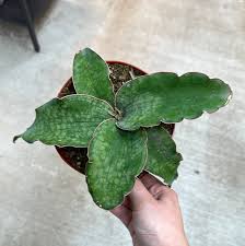 Image result for Sansevieria kirkii