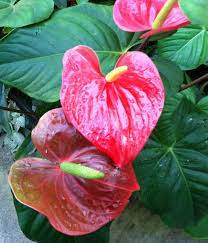 Anthurium Lovetoknow