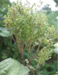 Image result for Molluginaceae