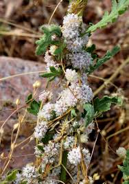 Image result for Cuscuta approximata