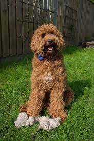 Maybe you would like to learn more about one of these? My Labradoodle 1 Year Old Australian Labradoodle Labradoodle Golden Retriever
