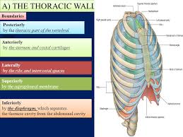 The chest wall has 10 layers, namely (from superficial to deep) skin (epidermis and dermis), superficial fascia. Anatomy Of The Thorax Anatomy Of The Thorax A The Thoracic Wall Posteriorly By The Thoracic Part Of The Vertebral Column Posteriorly By The Thoracic Ppt Download