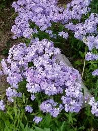 Phlox Divaricata Blue Moon Woodland Phlox Plugs Shade Plants Creeping Phlox Garden In The Woods