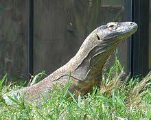 Who have since dropped from la liga into spain's third tier. Komodowaran Wikipedia