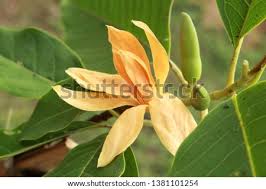 Hal ini ditandai dengan pemanfaatan cempaka kuning dalam berbagai acara adat. Shutterstock Puzzlepix