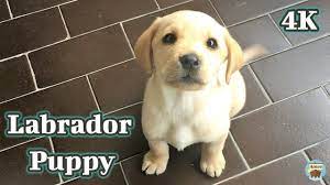 Dig out your old pictures of your fully grown labs or take some pictures that new puppy you just. Labrador Puppy First Day At Home 4k Youtube