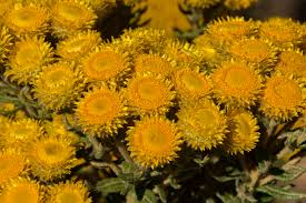 Image result for Helichrysum patulifolium