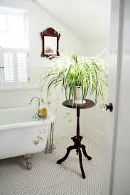 Maybe you would like to learn more about one of these? Best Plants That Suit Your Bathroom Fresh Decor Ideas