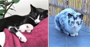 She is 14 years young and weighs just 8 pounds. Rescued Stray Tuxedo Kittens Fur Begins Turning White At A Year Old And It S Still Changing 2 Years Later Cole Marmalade