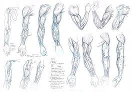 Muscles And Arms By Stupidartpunk On Deviantart Human Figure Artists Human Figure Drawing Figure Drawing Reference New album 'isles' out now + global live stream ii 26.02.21👇 linktr.ee/feelmybicep. human figure drawing