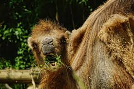 Nithya venkat (author) from dubai on february 10, 2020: 50 Amazing Camel Facts About This Unique Animal Facts Net