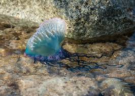The stings suffered by seven people are said to have been minor, although five of the seven. 10 Interesting Facts About The Portuguese Man Of War Worldatlas