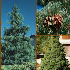 The idea is to transplant a tree while it's dormant. 10 Hard To Kill Evergreen Trees Watters Garden Center