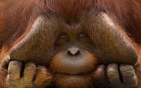 WWF - Still and moving images