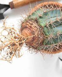 When a cactus has not received water for a long time, to survive it adopts a drastic survival. How To Save An Overwatered Cactus How To Water Succulents Air Plant Garden Cactus Types