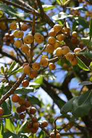 Image result for Uapaca guineensis