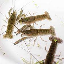 The red swamp crayfish are in michigan, and the fear is that they could be here to stay. Crayfish In Ponds Learning Center The Pond Guy