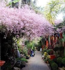 Image result for Congea