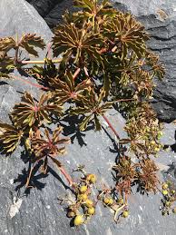 Image result for Cyphostemma quinatum