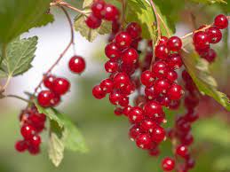 Many of these large species also offer seasonal benefits, such as flowers or a change of leaf color. Fruit Trees And Plants That Grow In The Shade