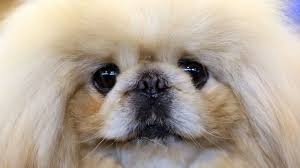 The 50 best dog breeds: a subjective ranking | Mashable