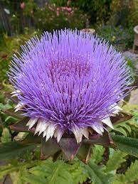 Artichoke Opera Flower Artichoke Flower Beautiful Flowers Unusual Flowers